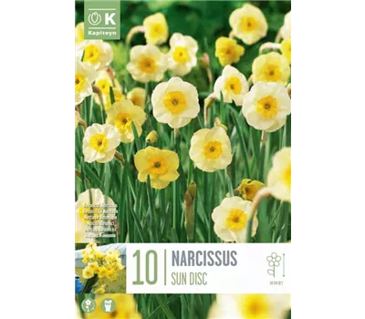 Narcissus jonquilla 'Sun Disc'