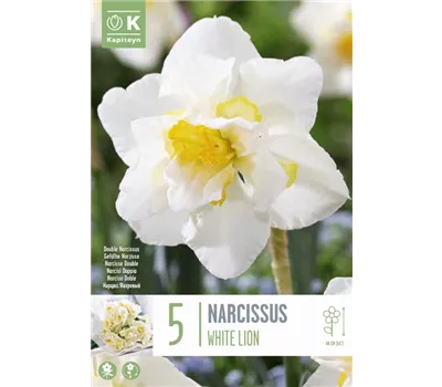Narcissus 'White Lion'