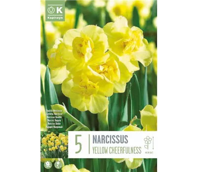 Narcissus 'Yellow Cheerfulness' Narcissus 'Yellow Cheerfulness'