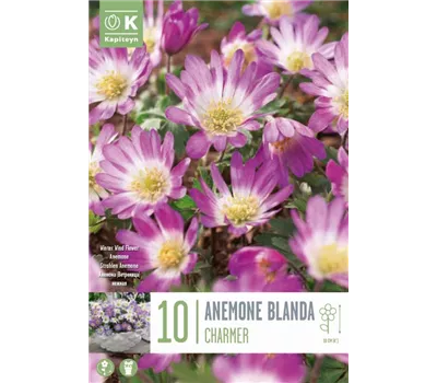 Anemone 'Charmer' Anemone 'Charmer'
