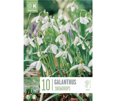 Galanthus 'Snowdrops'