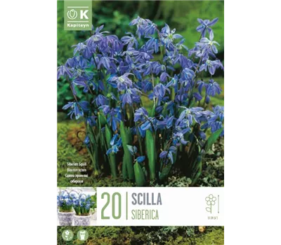 Scilla siberica