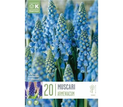 Muscari armeniacum