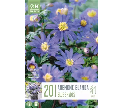 Anemone 'Blue Shades'