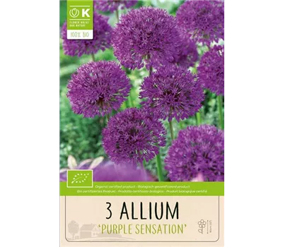 Allium 'Purple Sensation'