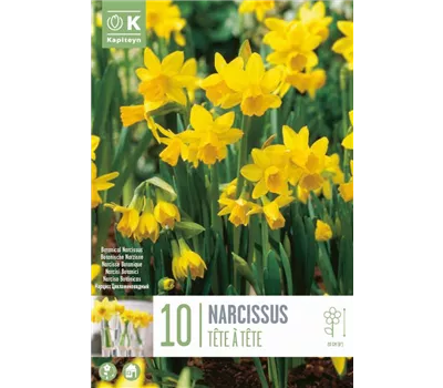 Narcissus 'Tête-à-Tête'
