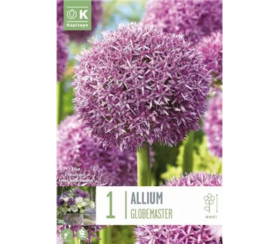 Allium 'Globemaster'