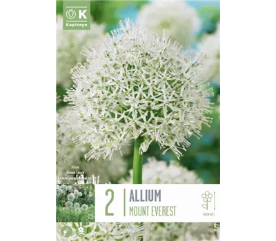 Allium 'Mount Everest'