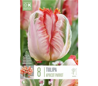 Tulipa 'Apricot Parrot' Tulipa 'Apricot Parrot'