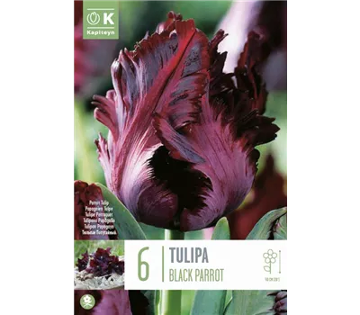 Tulipa 'Black Parrot' Tulipa 'Black Parrot'