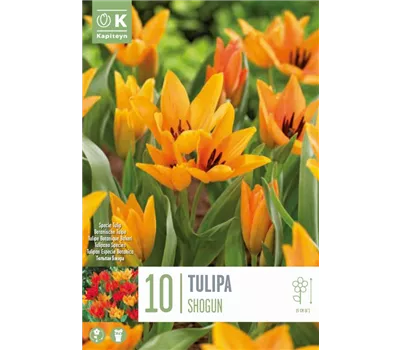 Tulipa praestans 'Shogun'