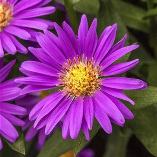 Aster novae-angliae 'Violetta'