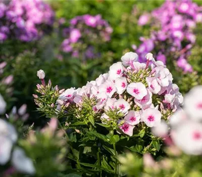 Phlox paniculata 'Kirmesländler'