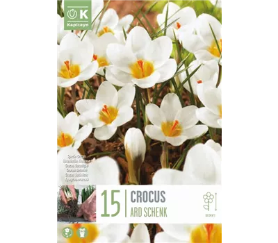 Crocus 'Ard SchenK'