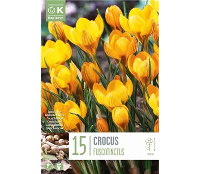 Crocus 'Fuscotinctus'
