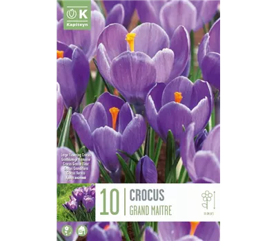 Crocus 'Grand Maitre'