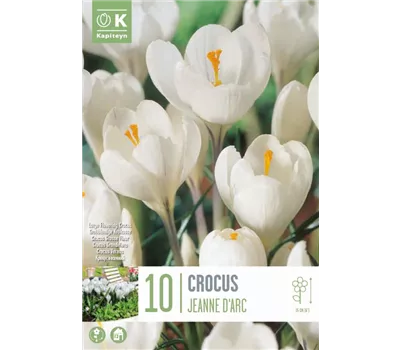 Crocus 'Jeanne d'Arc'