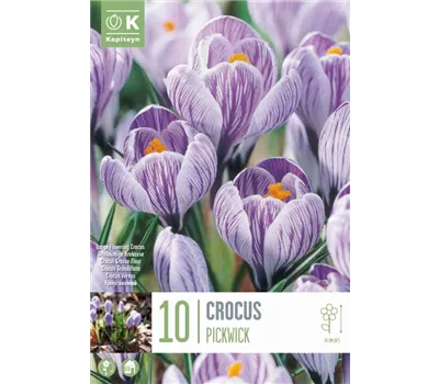 Crocus 'Pickwick'