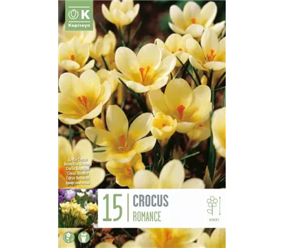Crocus 'Romance'