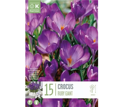 Crocus 'Ruby Giant'