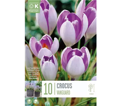 Crocus 'Vanguard'