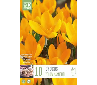 Crocus 'Yellow Mammouth'