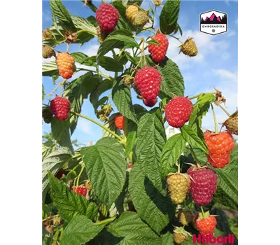 Rubus idaeus "Enrosadira" Rubus idaeus "Enrosadira"
