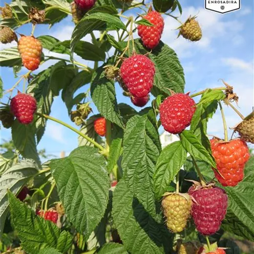 Rubus idaeus "Enrosadira"