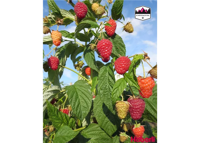 Rubus idaeus "Enrosadira"
