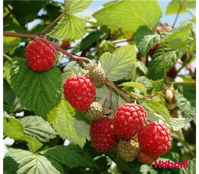 Rubus id.'Glen Ample' -S- CAC