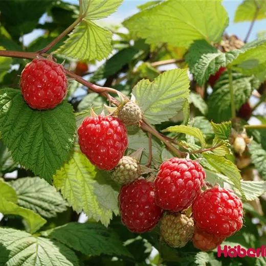 Rubus id.'Glen Ample' -S- CAC