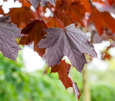 Acer platanoides 'Crimson Sentry'