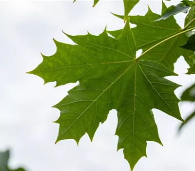 Acer platanoides 'Globosum' Acer platanoides 'Globosum'