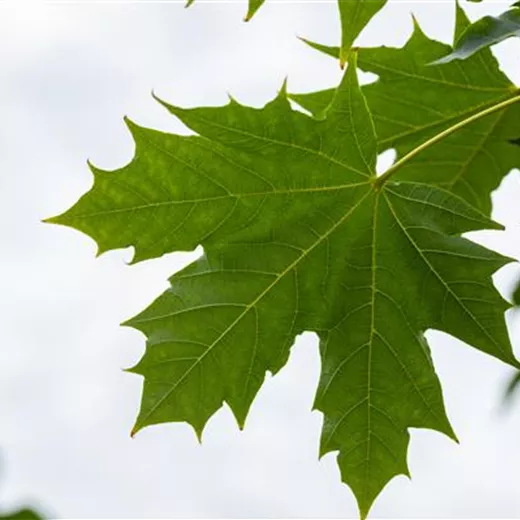 Acer platanoides 'Globosum'