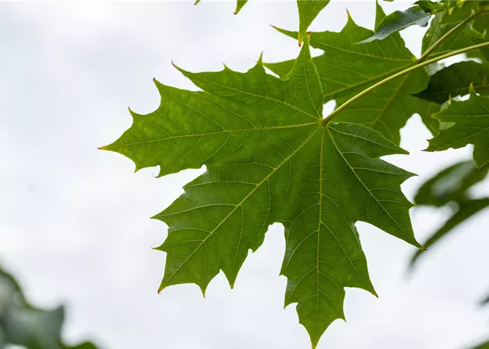 Acer platanoides 'Globosum'