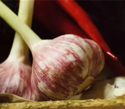 Allium sativum
