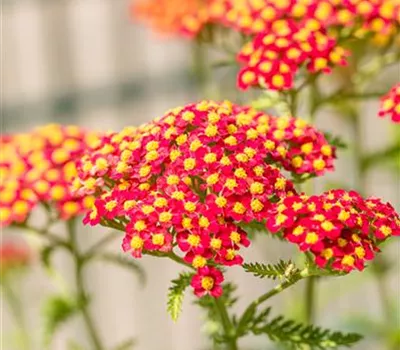 Achillea millefolium 'Paprika'