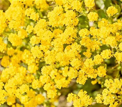 Alyssum saxatile 'Compactum'