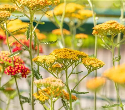 Achillea millefolium 'Terracotta'