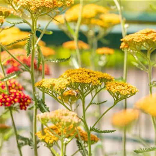 Achillea millefolium 'Terracotta'
