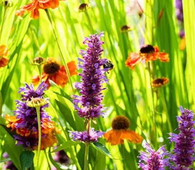 Agastache rugosa 'Blue Boa' Agastache rugosa 'Blue Boa'