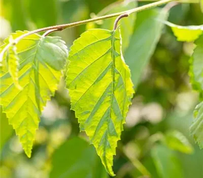 Betula jacquemontii Betula jacquemontii