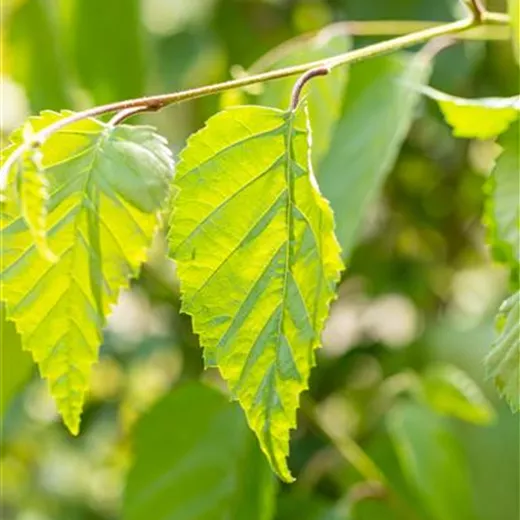 Betula jacquemontii Betula jacquemontii