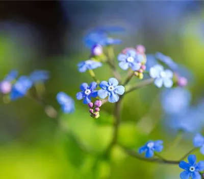 Brunnera macrophylla