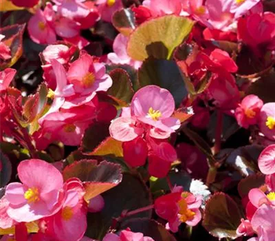 Begonia semperflorens