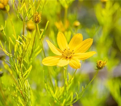 Coreopsis verticillata 'Zagreb'