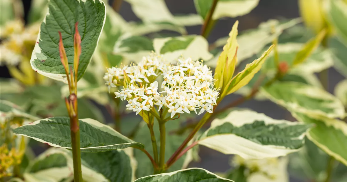 epipremnum aureum variegata Epipremnum pinnatum variegata 'Marble'