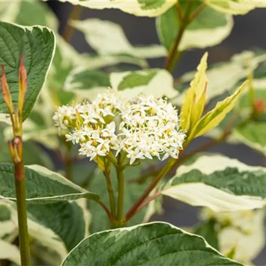 Cornus alba 'Sibirica Variegata' Cornus alba 'Sibirica Variegata'