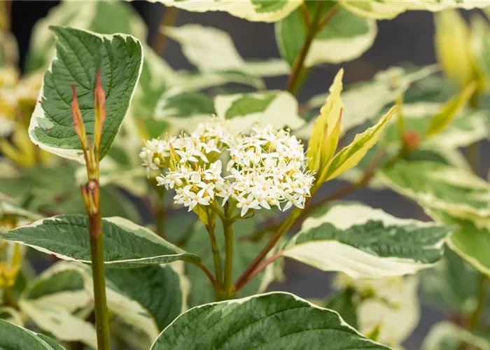 Cornus alba 'Sibirica Variegata'