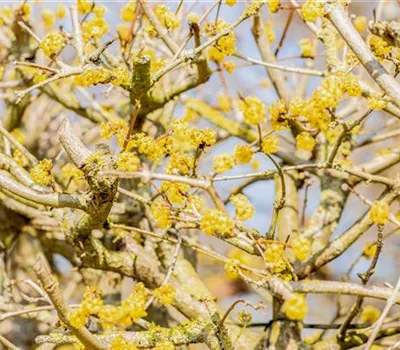 Cornus mas 'Jolico'